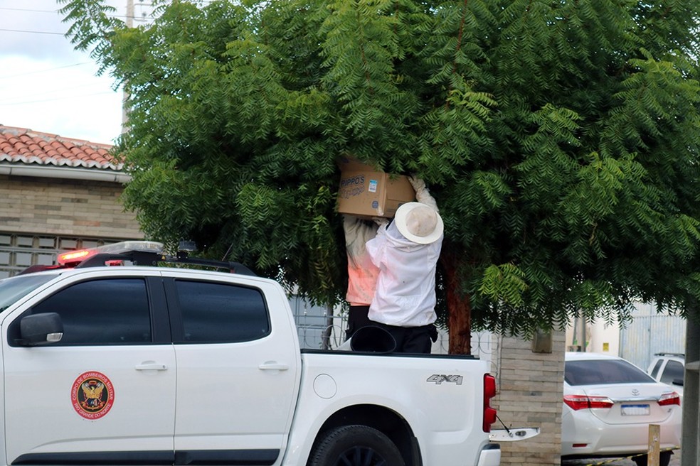 Bombeiros tiram enxame de árvore no RN — Foto: Divulgação