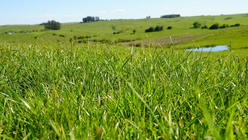 Imagem de uma propriedade em Lavras do Sul (RS) que teve o apoio do projeto de Recuperação de Biomas, que ensina pequenos pecuaristas a regenerarem a vegetação do Pampa. — Foto: Giaccomo Voccio/g1