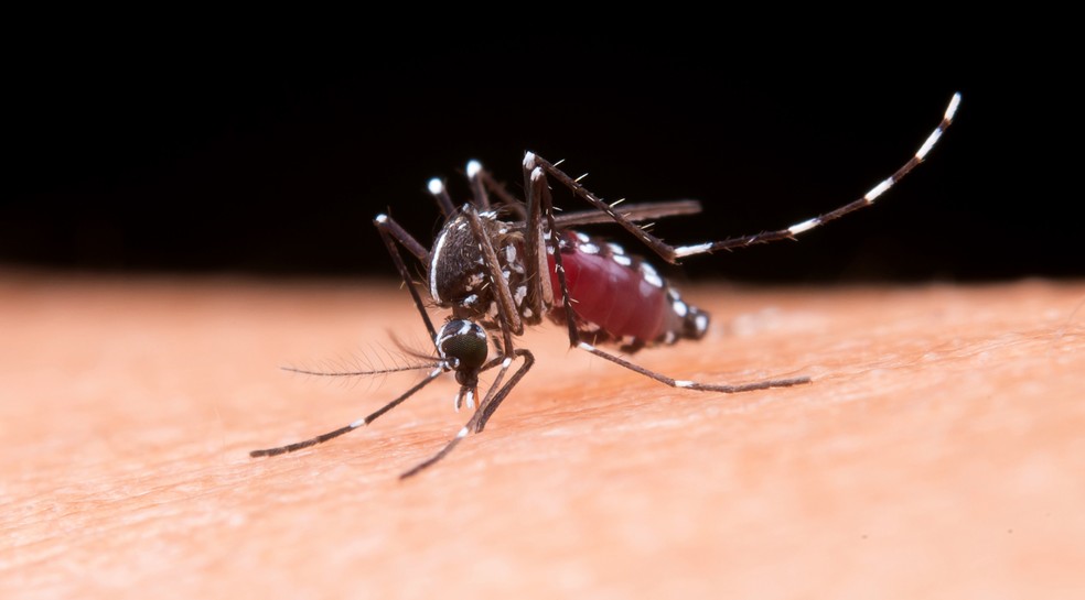 Aedes aegypti é o transmissor da chikungunya, dengue, Zika e febre amarela — Foto: Freepik