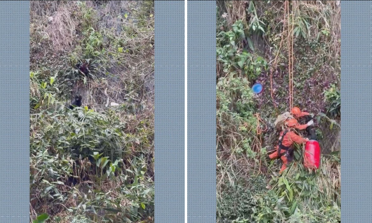 Cão é resgatado pelos bombeiros após cair de encosta na Zona Sul do Rio e ganha nome de Rapel