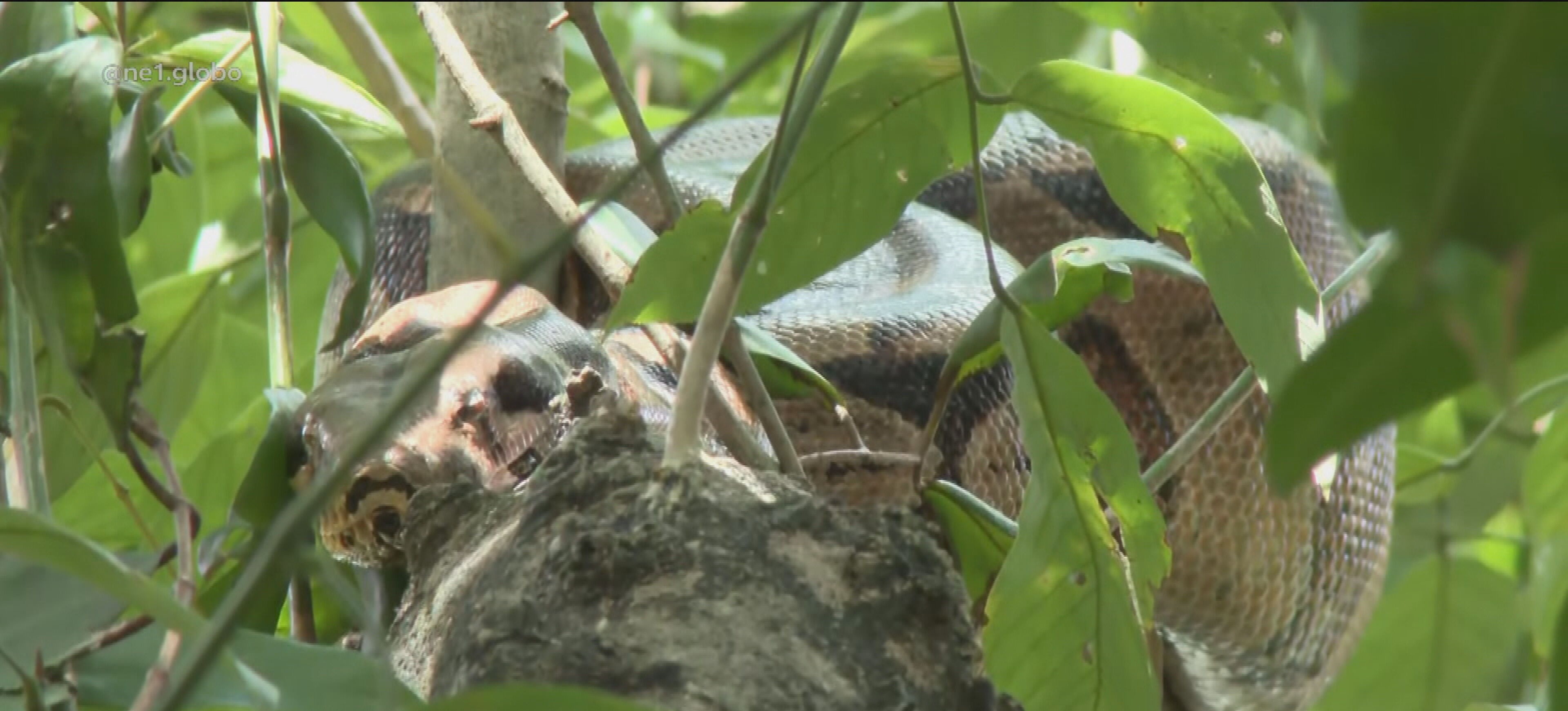 Cobra gigante volta a aparecer às margens do Rio Capibaribe, na Zona Norte do Recife