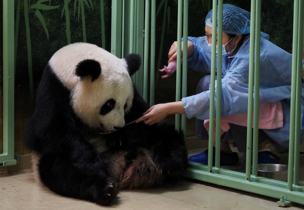Como os pandas gigantes escaparam da lista de animais ameaçados de extinção  - Ciência - Estado de Minas