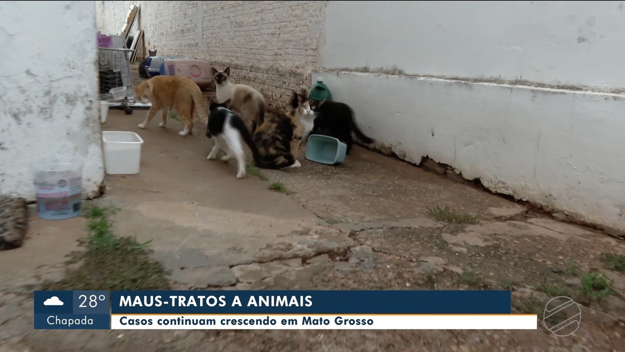 Suspeito de matar gato a pauladas é indiciado em Rondonópolis (MT)