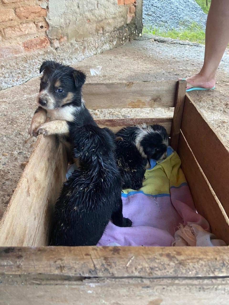 VÍDEO: Cãezinhos são resgatados com sede, fome e feridas pelo corpo em área de mata em Barbacena