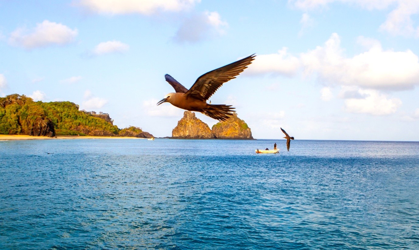 Semana do Meio Ambiente em Fernando de Noronha tem atrações gratuitas; confira programação thumbnail