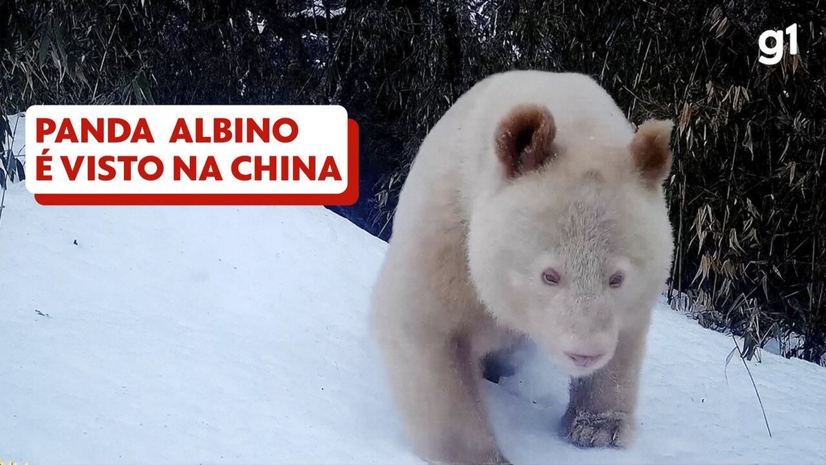 VÍDEO: Panda albino raro é avistado em reserva natural na China | Mundo