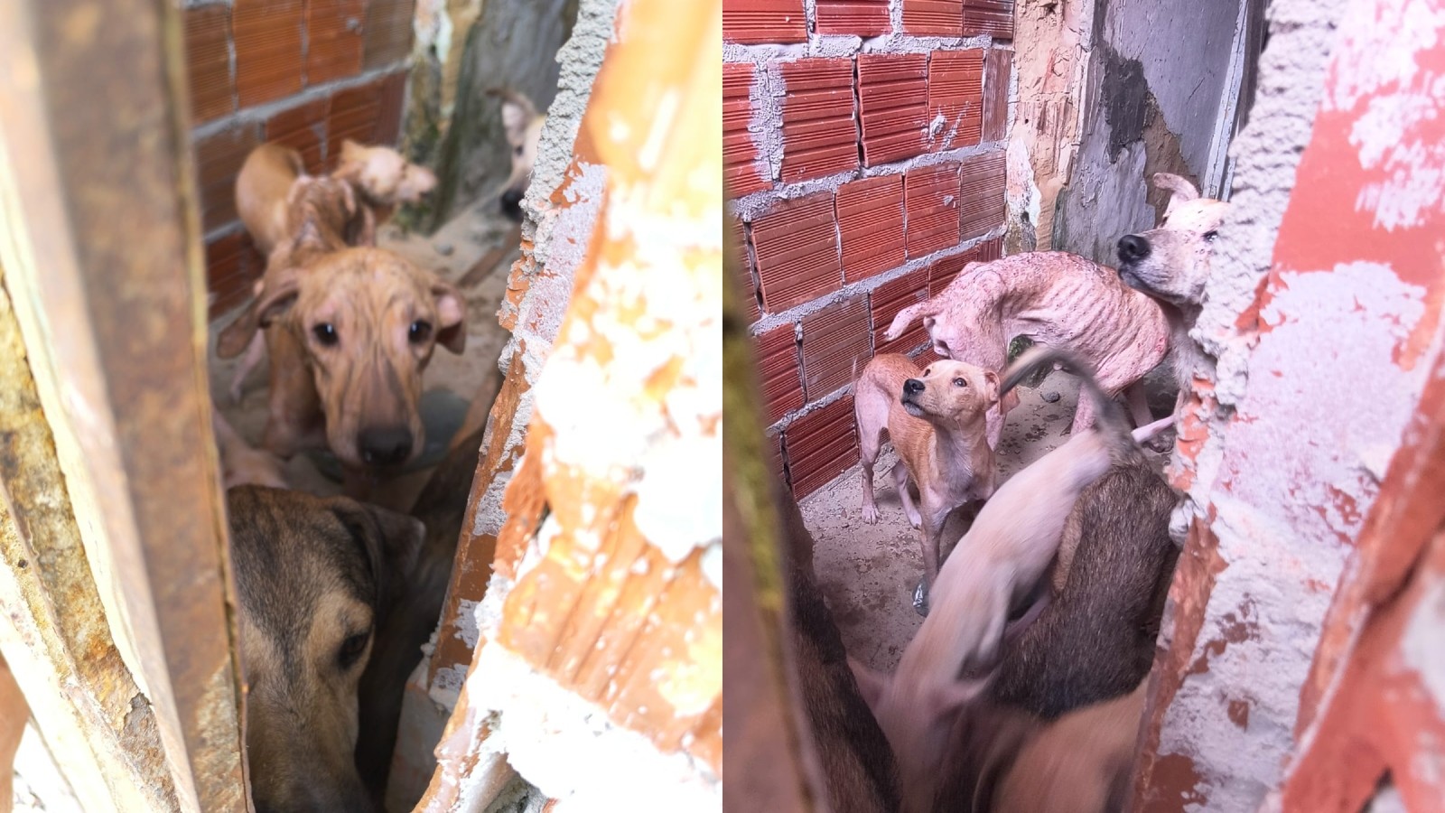 Homem é preso por maus-tratos contra 14 cães no interior do Ceará