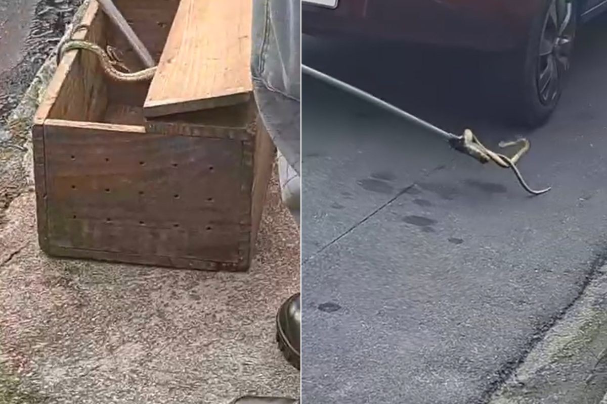 Vídeo mostra jararaca embaixo de carro em SP e bombeiros retirando cobra venenosa