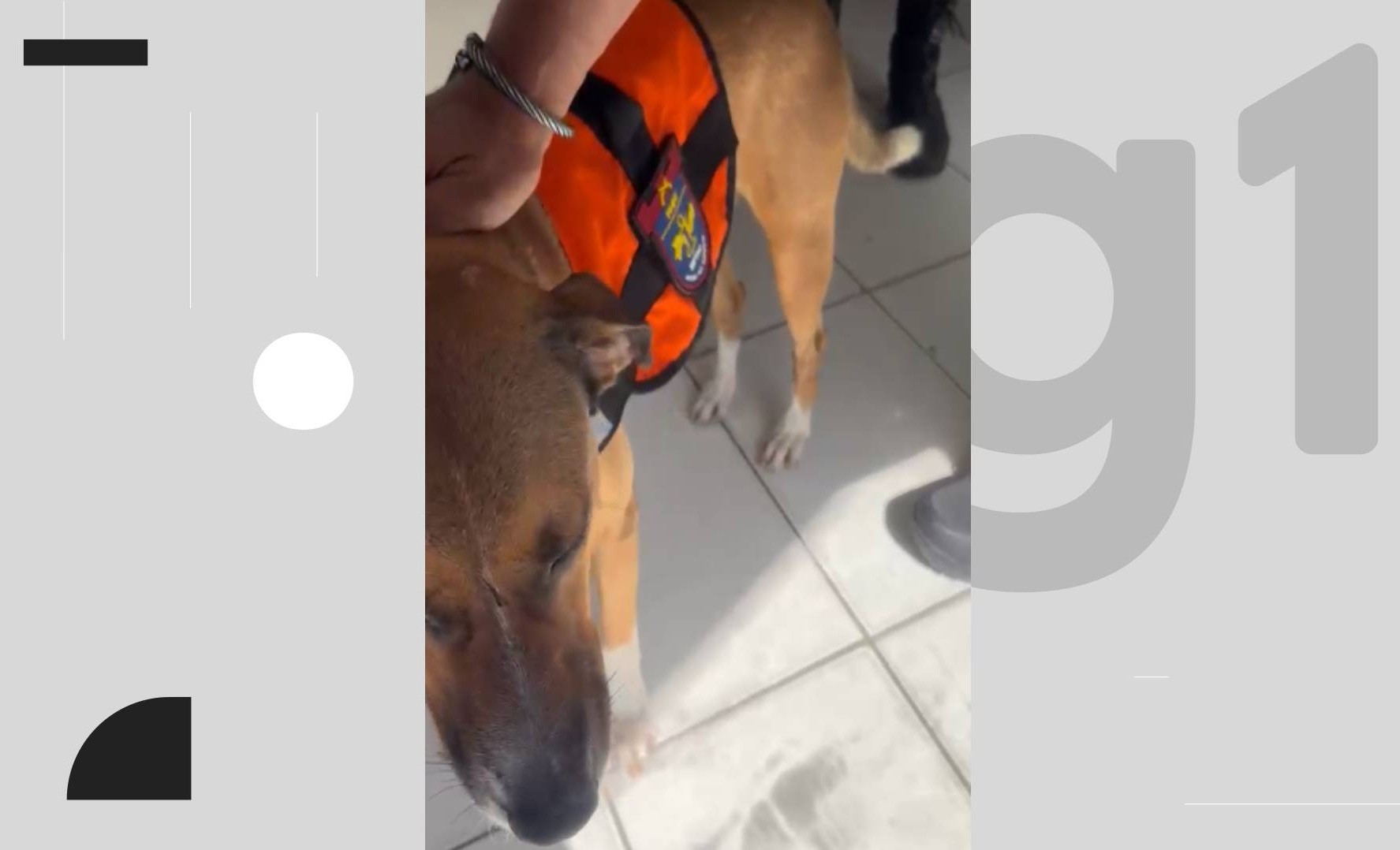 Vira-lata caramelo é adotado por batalhão e se torna 'cabo' da PM após seguir policiais em rondas no Recife; VÍDEO