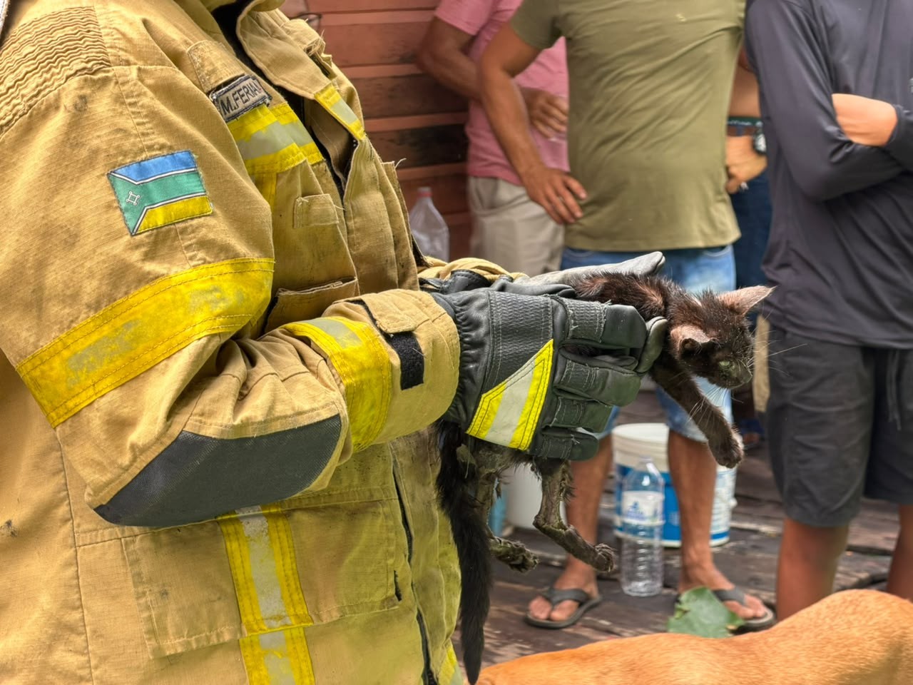Filhote de gato resgatado durante incêndio no Amapá morre após problemas respiratórios