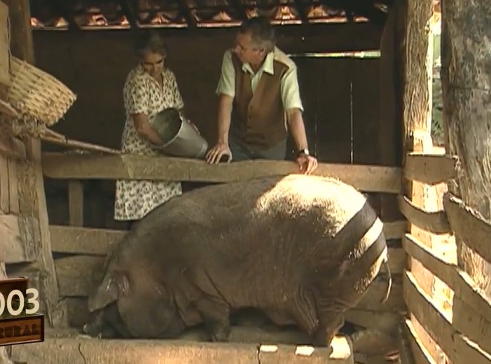 O mutirão para abater um porco de mais de 300 kg que mobilizou vizinhos em MG; reveja reportagem