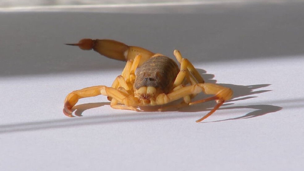 Menino é picado por escorpião em escola em Fernandópolis