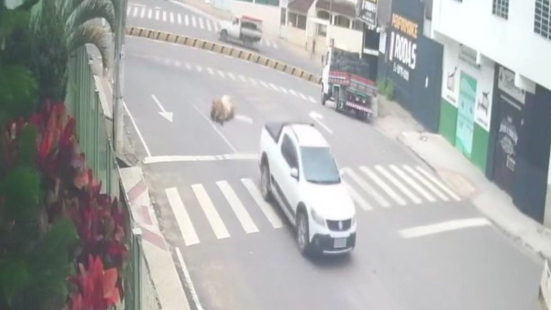 VÍDEO: vacas furtadas caem de caminhonete durante fuga de criminoso no ES