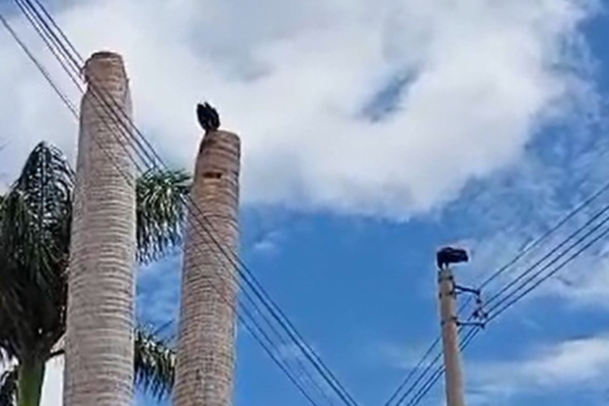 VÍDEO: urubu é flagrado atacando ninho de araras em Campo Grande