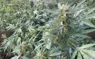 Maconha pelo mundo: entenda regras sobre consumo nos países onde houve mudança de lei