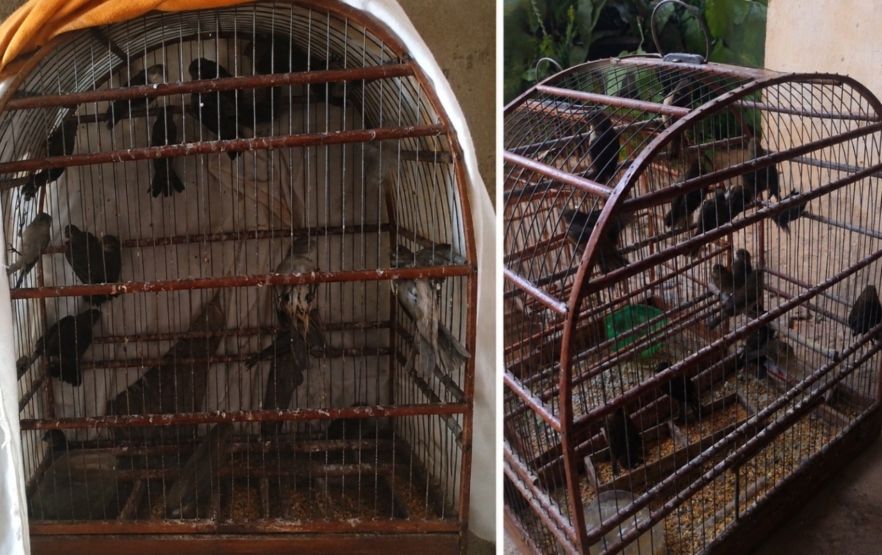Homem é multado em R$ 15 mil após PM apreender aves silvestres mantidas em cativeiro no interior de SP