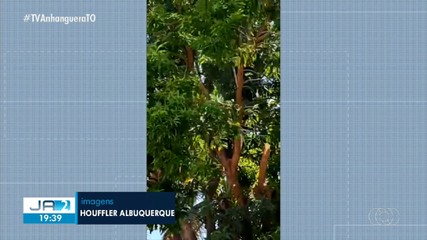 Homem cai de árvore enquanto fazia desgalhamento; veja flagrante