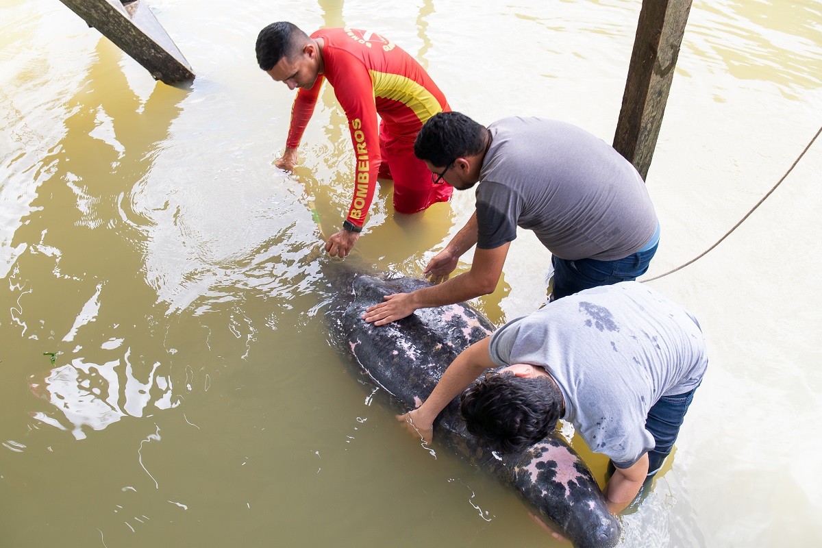 Peixe-boi é resgatado em rio na Grande Belém  
