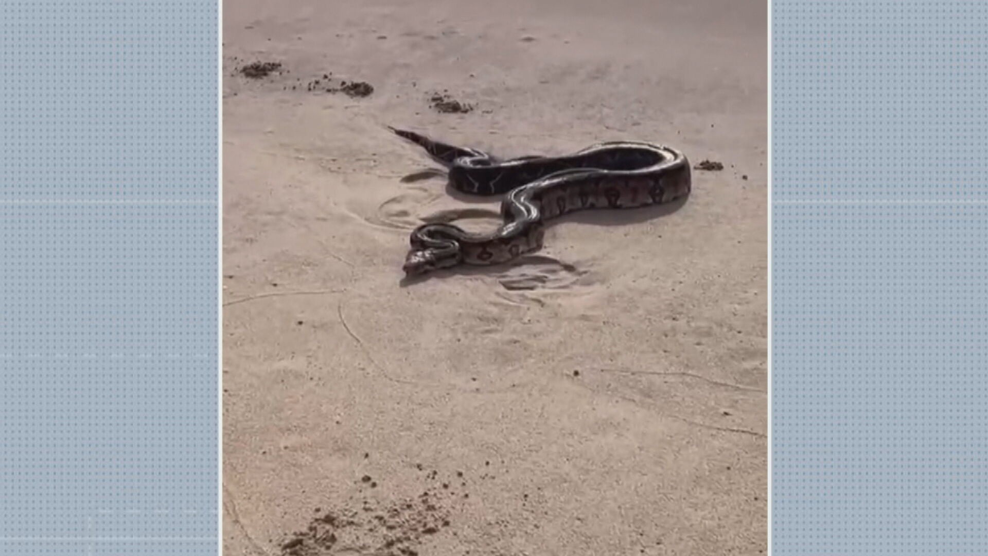 Jiboia é encontrada na areia de praia no Grande Recife; VÍDEO