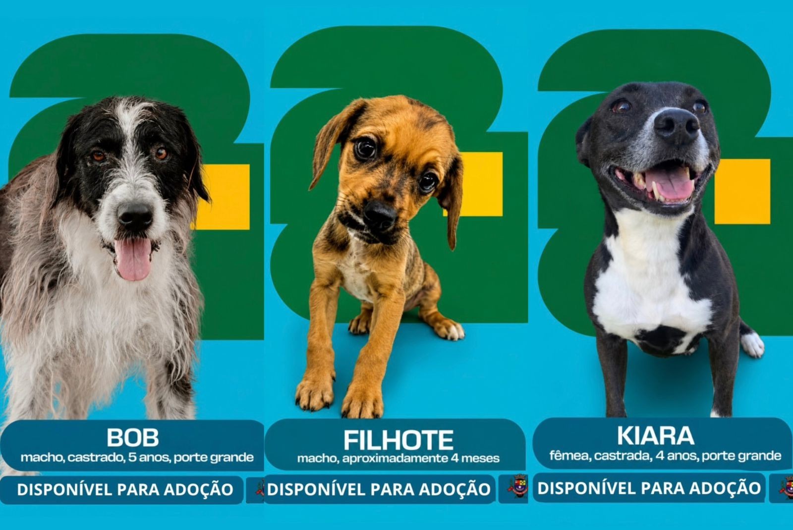 'Cãovocação': campanha inspirada na Copa do Mundo busca lar para cães de canil no interior de SP