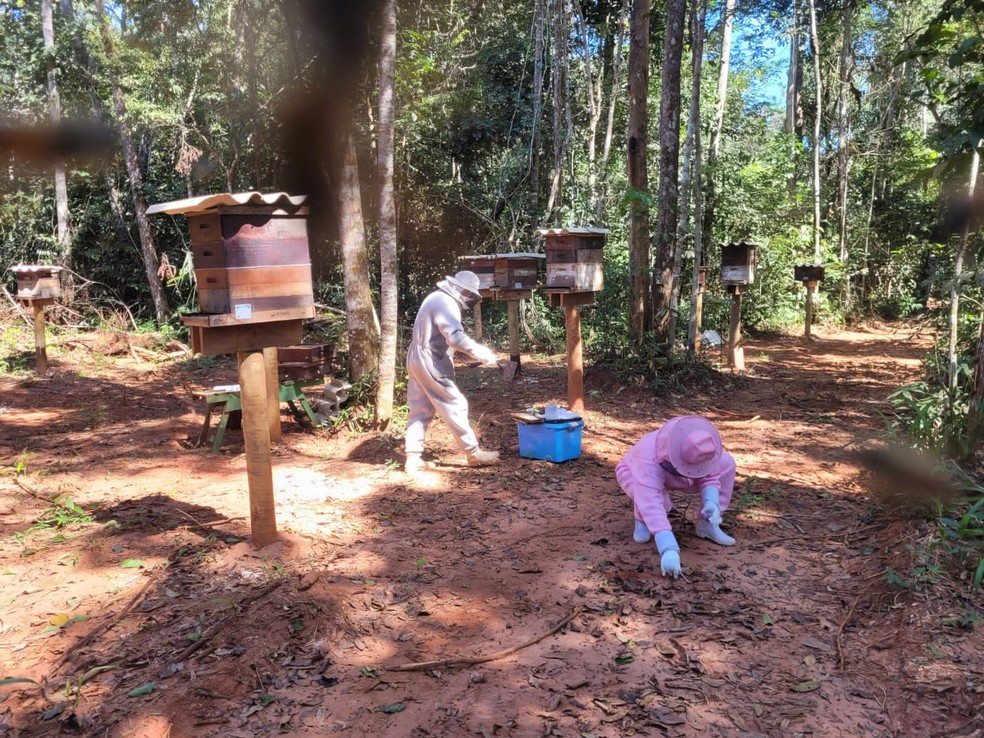 Indea encontra ao menos 1 milhão de abelhas mortas em três propriedades rurais — Foto: Indea/MT