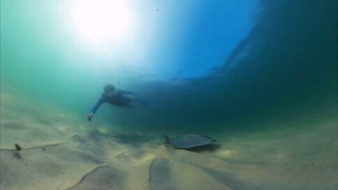 Aumento de arraias no litoral do Rio intriga pesquisadores e chama atenção nas praias