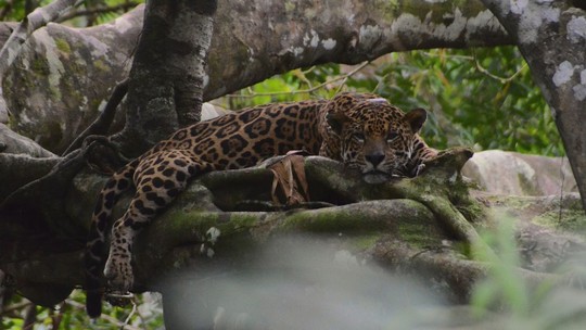 Onças-pintadas sobrevivem em árvores durante cheia na Amazônia