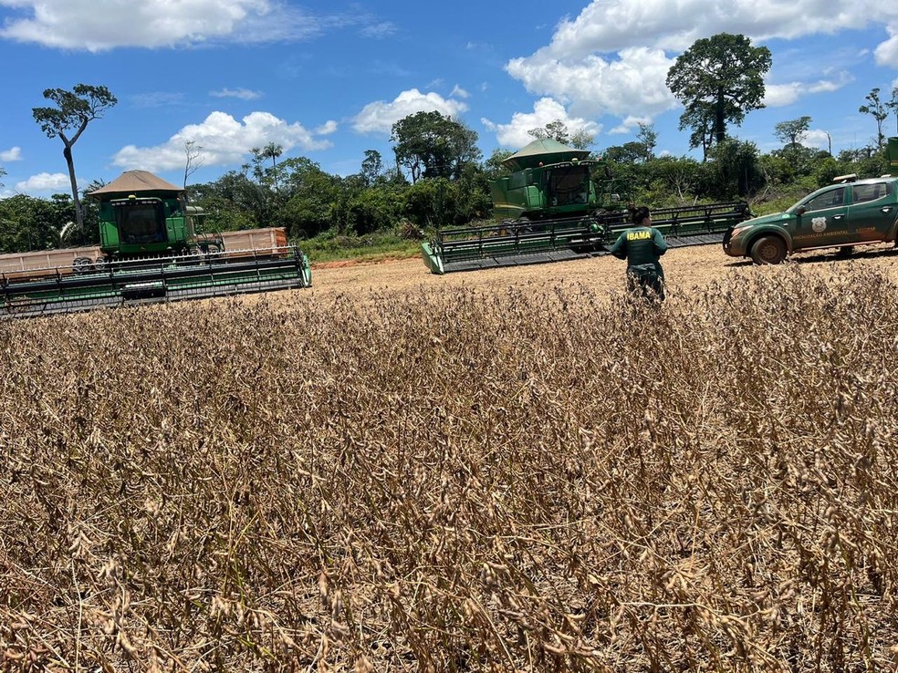 De fevereiro até agora, o Ibama fiscalizou 12 mil hectares no Norte de Mato Grosso — Foto: Ibama