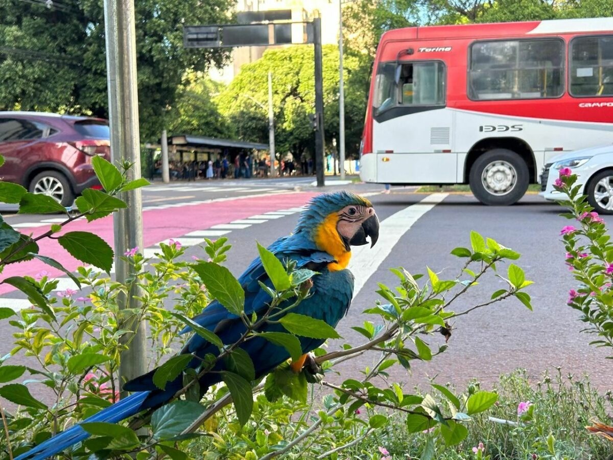 Filhote de arara-canindé é resgatado ferido em avenida de Campo Grande