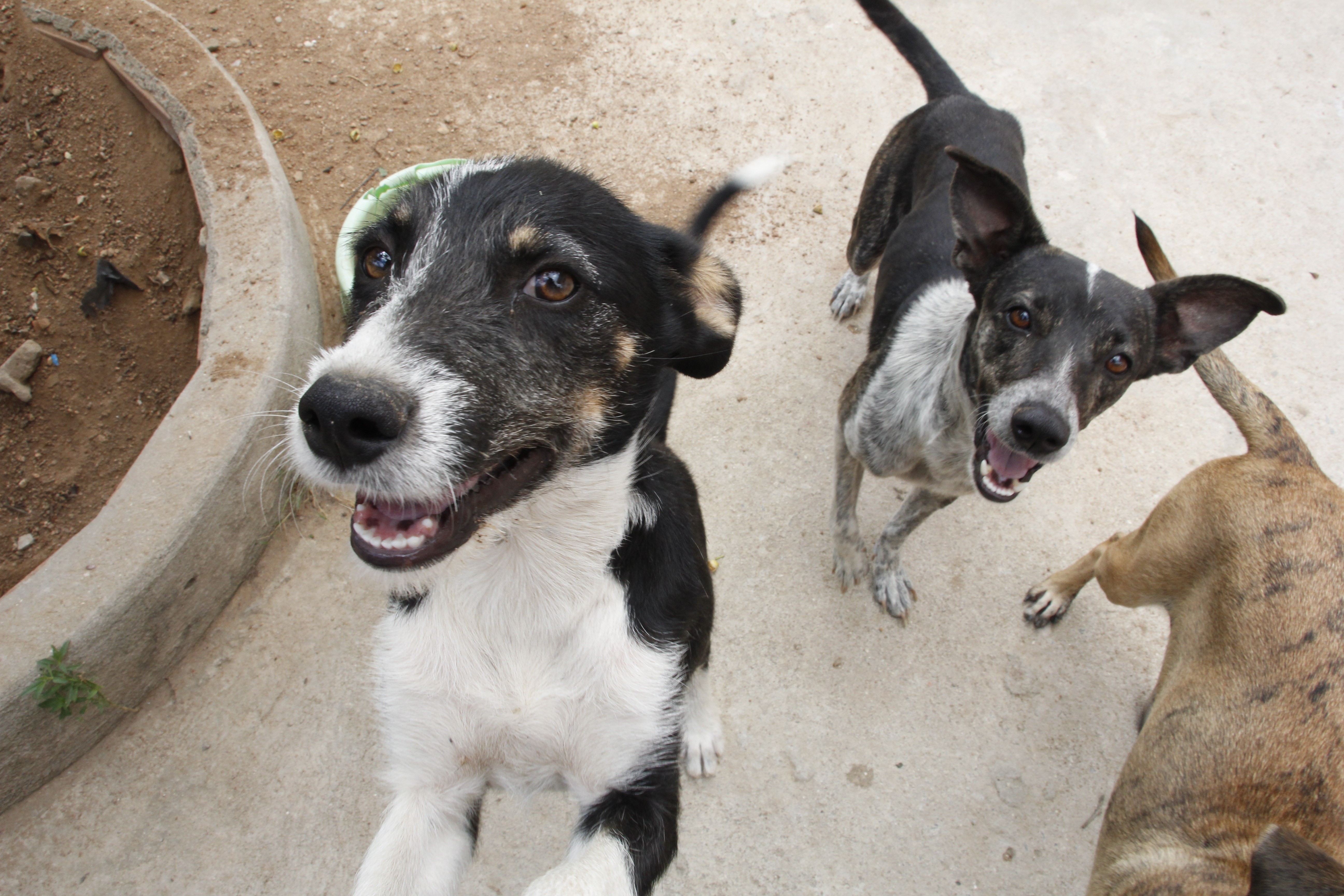 Adoção de pets: nova edição do projeto 'Meu Amigão' é realizado em Caruaru, saiba mais