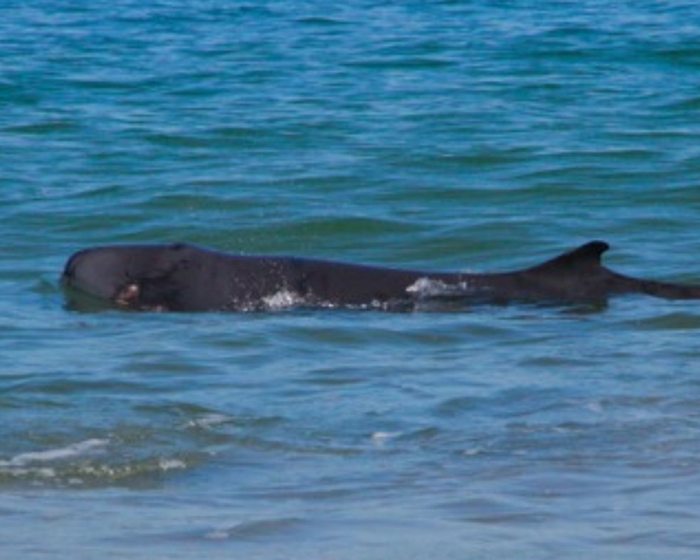 Golfinho retorna ao mar após ser encontrado em praia do litoral de São Paulo — Foto: Instituto Gremar