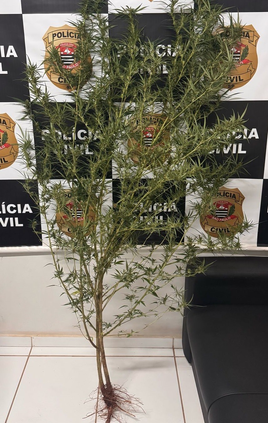 Ao cultivar pé de maconha em horta, funcionário é preso por tráfico de drogas em Iepê