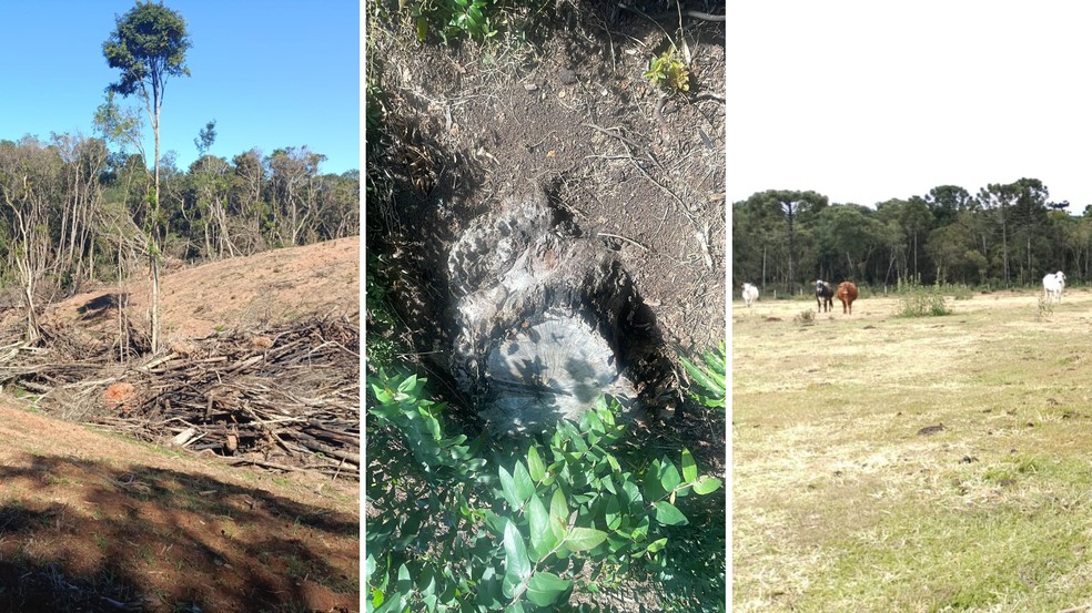 Três fazendeiros são autuados por destruir florestas nativas para abrir espaço para plantações e gado, no Paraná — Foto: Polícia Militar Ambiental