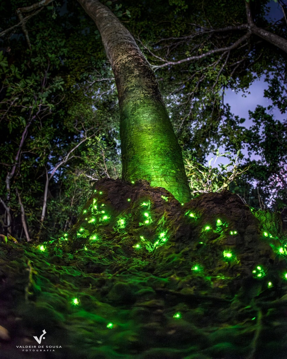 Conhecido como bioluminescncia, o fenmeno foi encontrado em um cupinzeiro brilhante, no tronco de um p de jatob  Foto: Valdeir de Souza