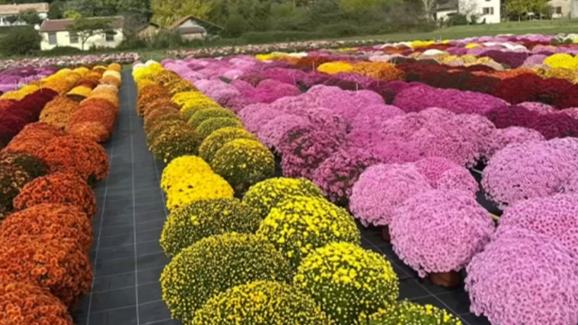 Você Não Tá Convidada pro Meu Bat Mitzvá!