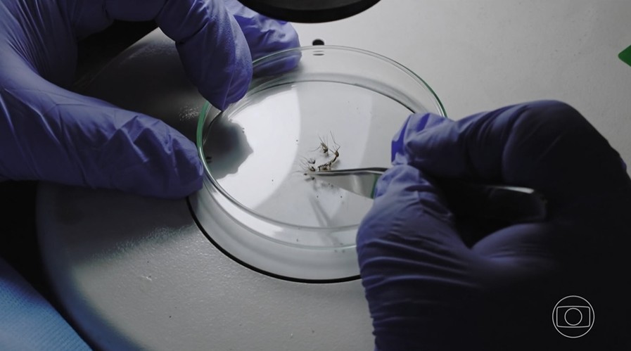 Amazônia: aumento do desmatamento e do calor pode gerar novas epidemias