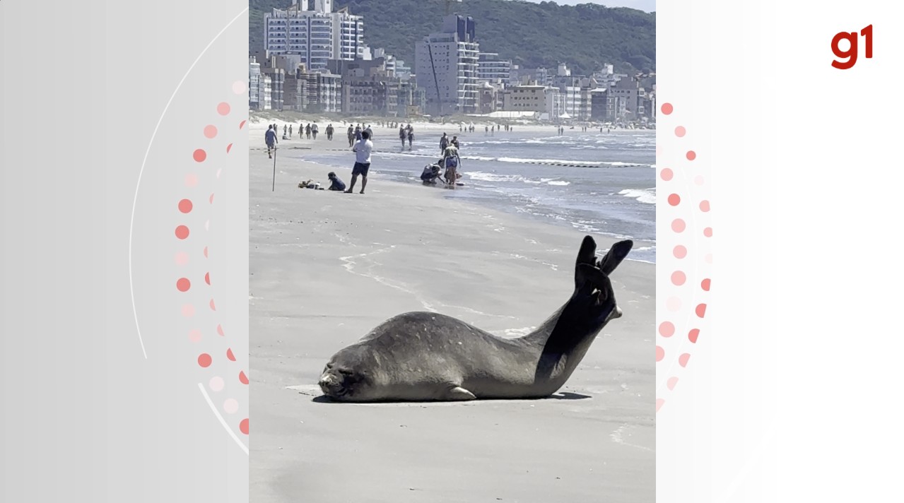 Elefante-marinho descansa em meio a banhistas em praia de SC; VÍDEO