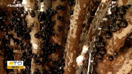 Pomares de Jabuticaba estão abertos para visitação em Taquaruçu