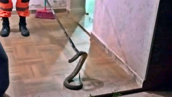 Cobra no quintal ou área de serviço: o que fazer caso um animal peçonhento invada sua casa | G1