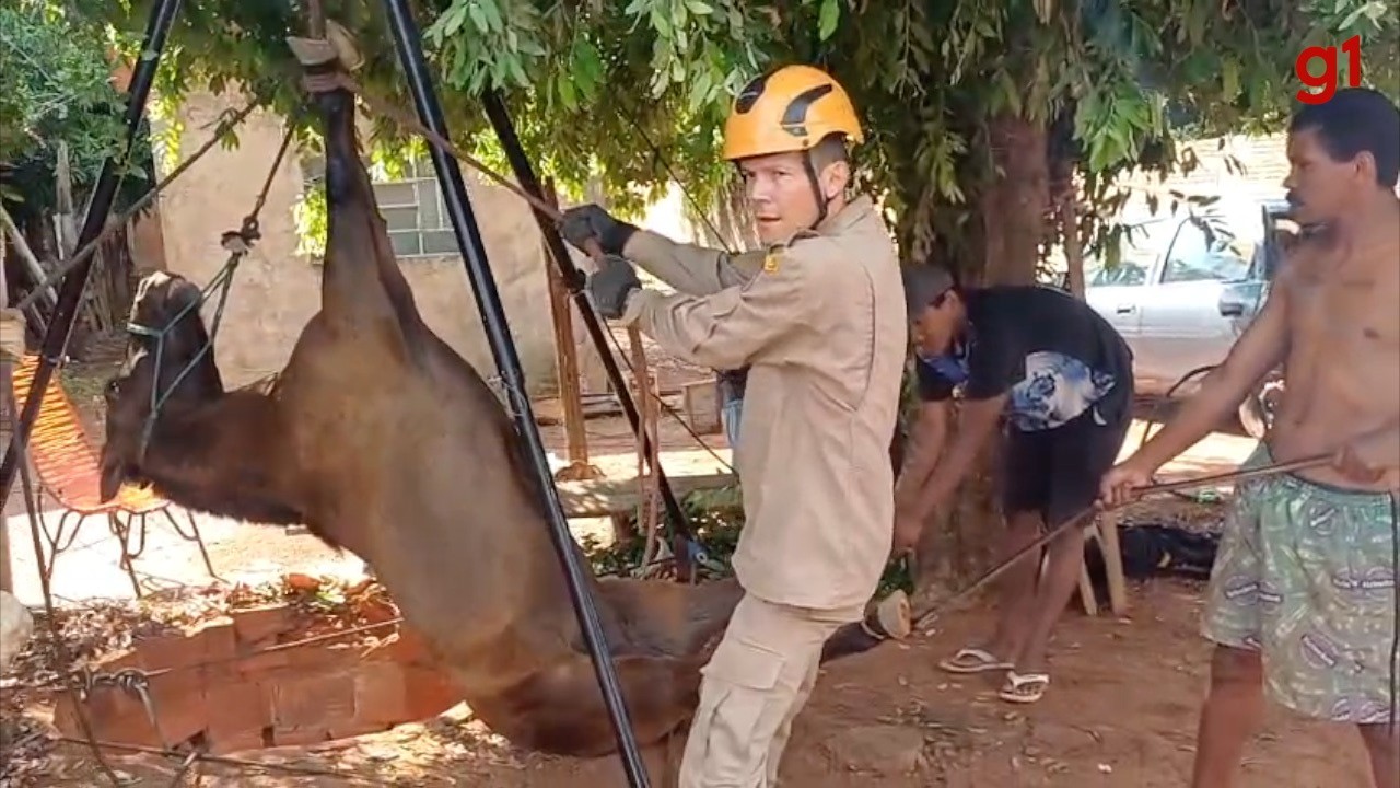 Cavalo cai em fossa e é içado por bombeiros em MS; veja vídeo do resgate