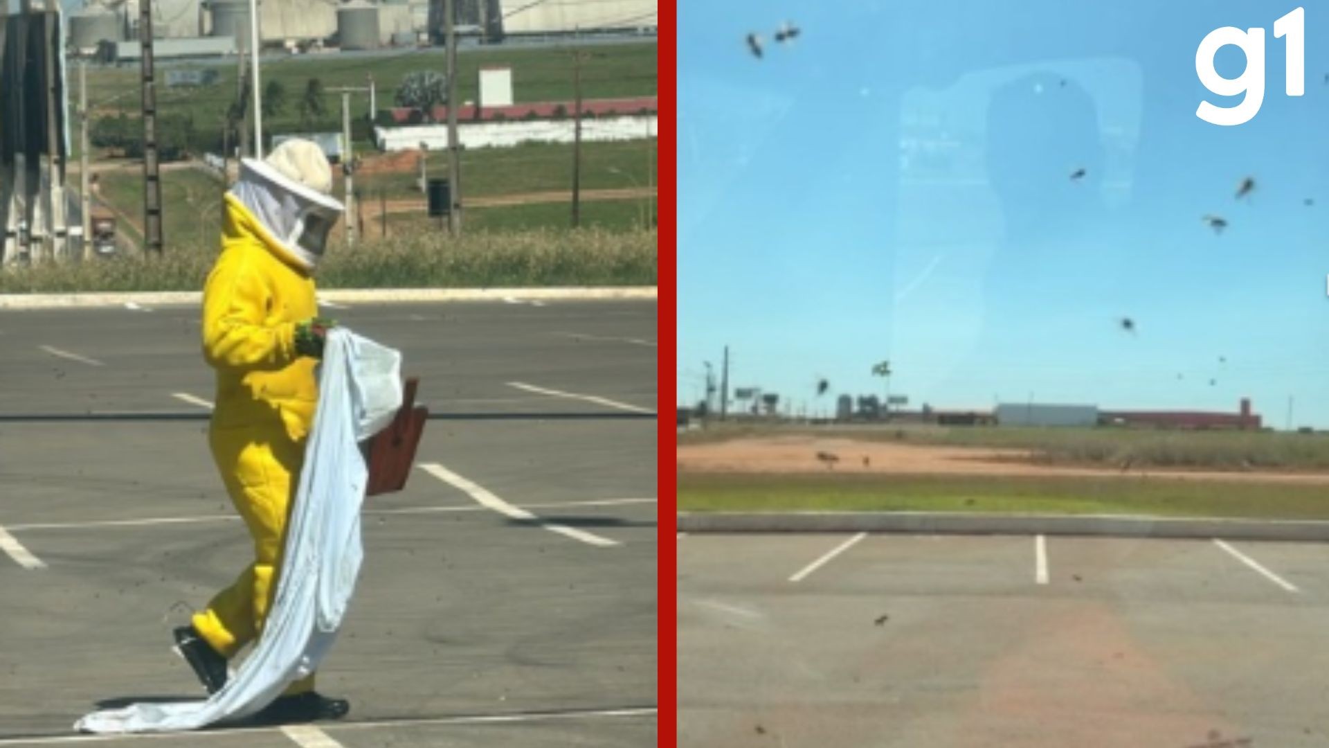 Ataque de Abelhas Interrompe Retirada de Colmeia em Estátua no MT