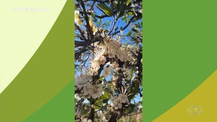 Telespectadores mostram variedades da fruta puçá