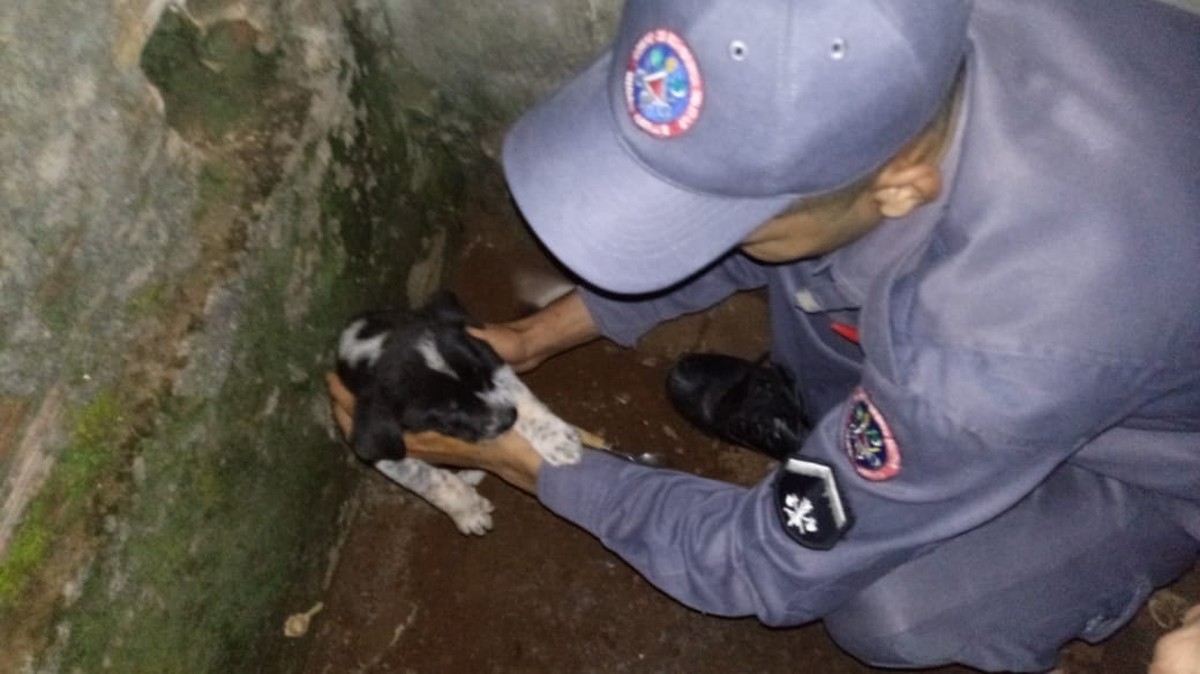 Filhote De Cachorro Preso Em Tubulação é Resgatado Pelo Corpo De Bombeiros Em Pará De Minas 0103