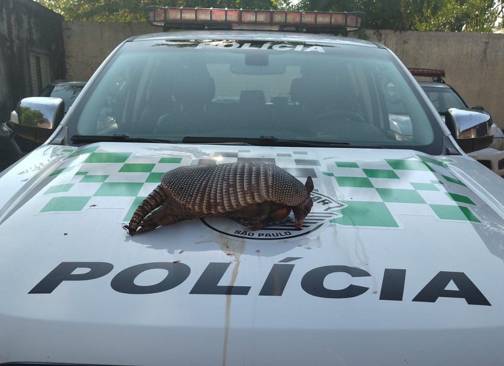 Tatu-galinha foi abatido em Pacaembu (SP) — Foto: Polícia Militar Ambiental