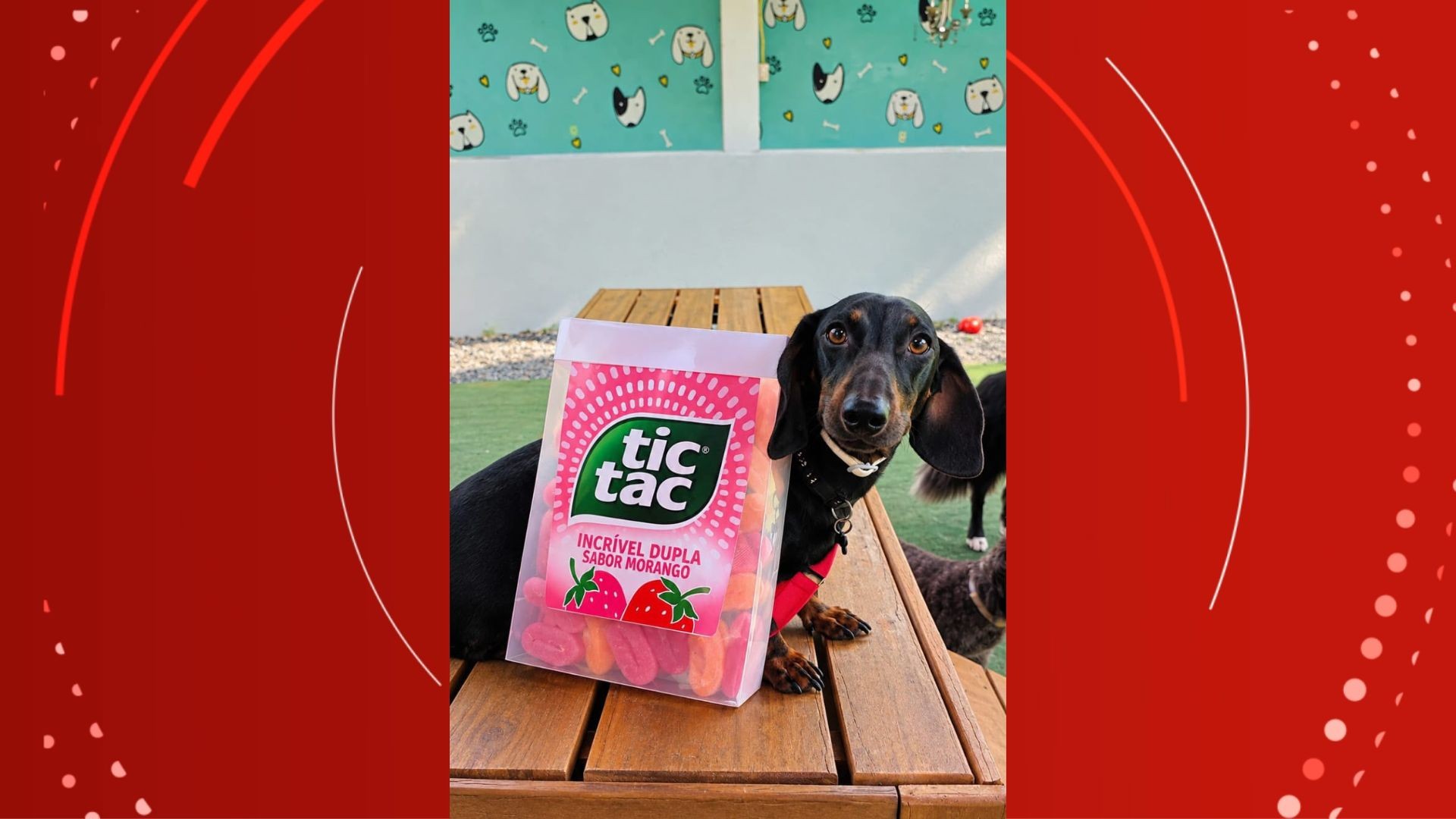 Balerio com mochila de Tic Tac. — Foto: Karina Barros/Divulgação