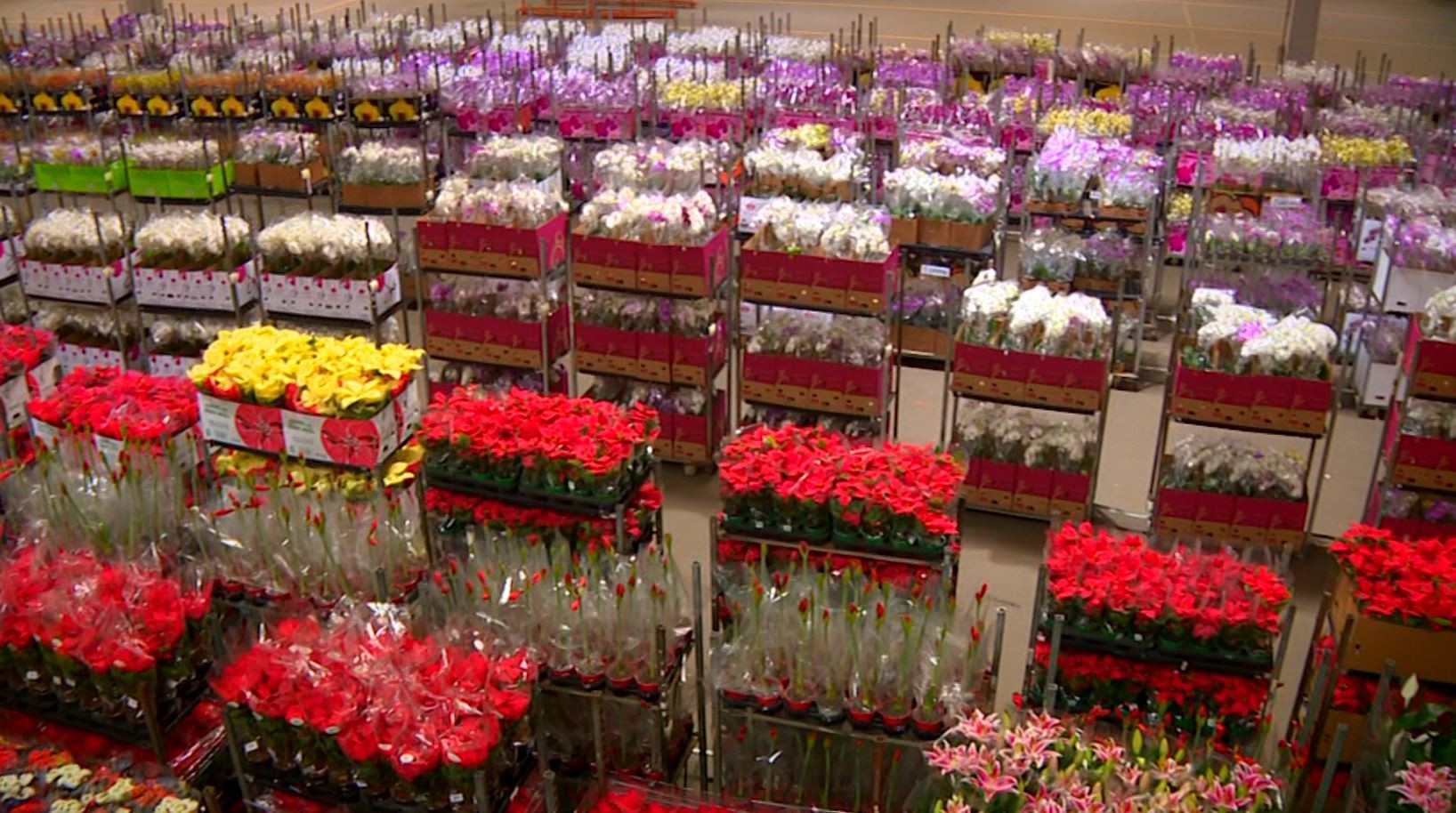 Produtores de flores buscam alternativas para contornar tempo seco e altas temperaturas na região de Campinas