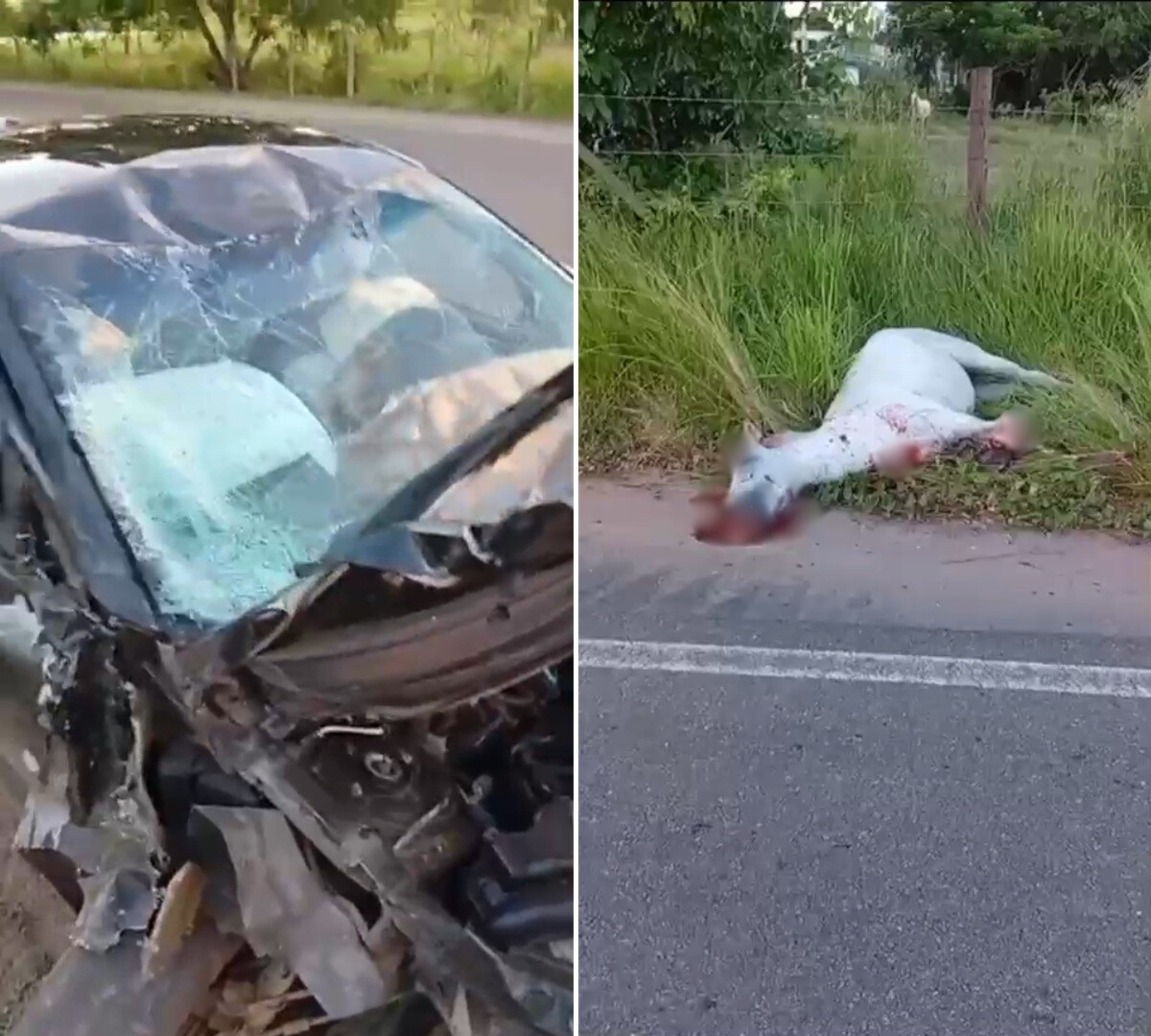 Motorista sobrevive após bater e matar um cavalo solto na RJ-230, em Bom Jesus do Itabapoana