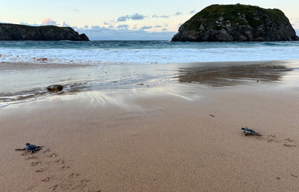 A Praia do Leão é a principal área de nascimento de tartarugas em Noronha — Foto: Ana Clara Marinho/TV Globo