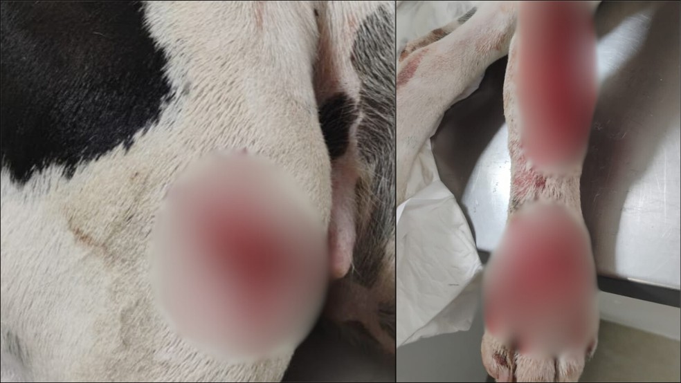 Ferimentos que não foram tratados da  Pit-Bull — Foto: reprodução