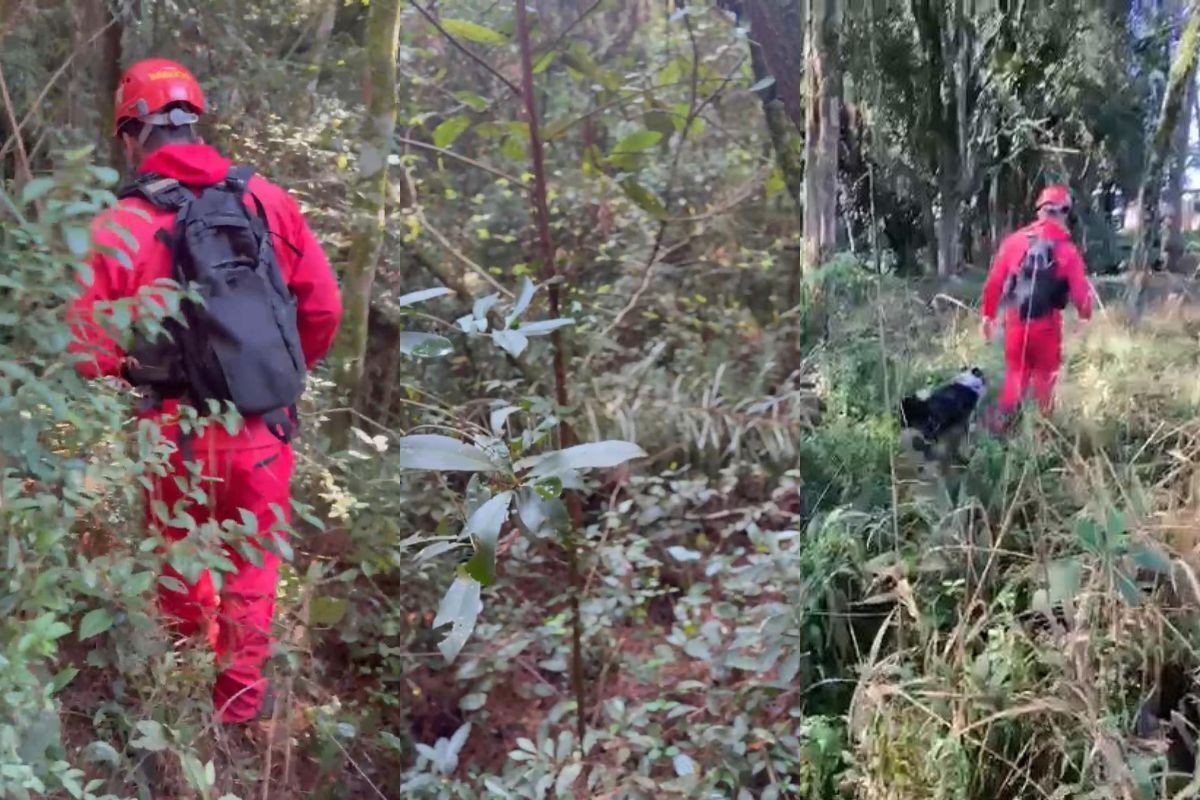 Buscas por criança autista desaparecida acontecem em meio à mata fechada no Paraná; VÍDEO